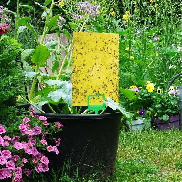 Black & Decker Fly Traps Dual Sided, 40 Pack Sticky Traps - Image 2