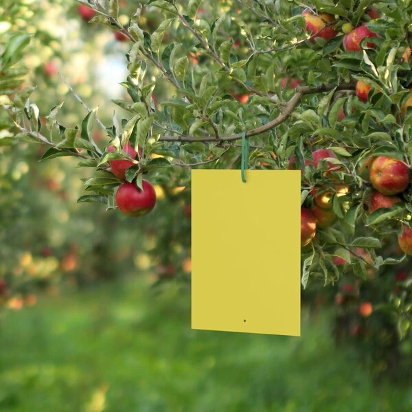 Black & Decker Fly Traps Dual Sided, 40 Pack Sticky Traps - Image 5